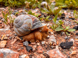 Close up of a large brown snail crawling on the rocky ground © elif