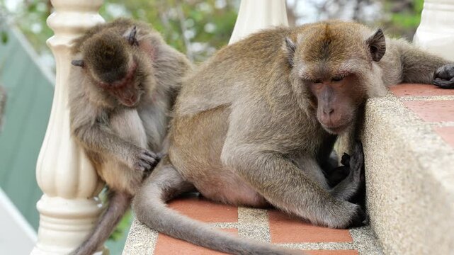 Two Macaque Monkeys Picking Fleas from Each Other on Temple Wall, Wild Macaque Monkeys Searching for Fleas and Ticks While Grooming at Thai Temple	