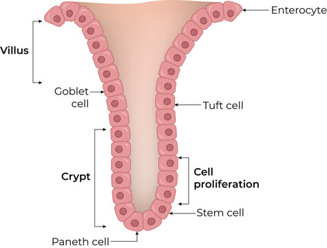 Intestinal Villus Structure Design Vector