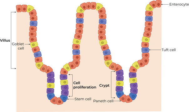 Intestinal Villus Structure Design Vector