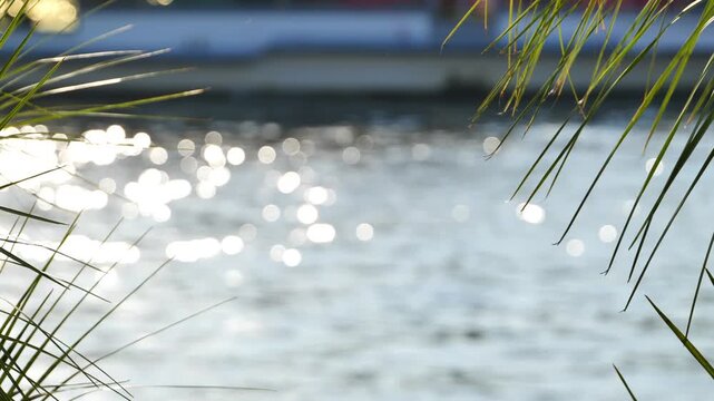 Palm leaves framing shimmering water bokeh, sunlight reflecting on a tropical lake