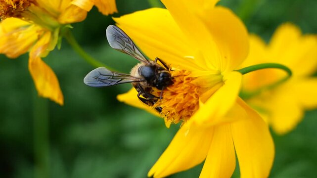 Honey bee drinking nectar