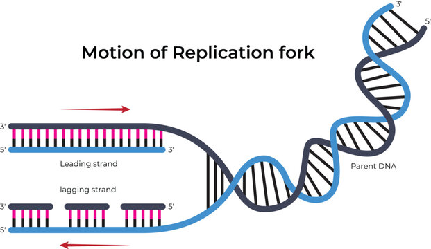 DNA Replication Fork and Leading and Lagging Strand Synthesis