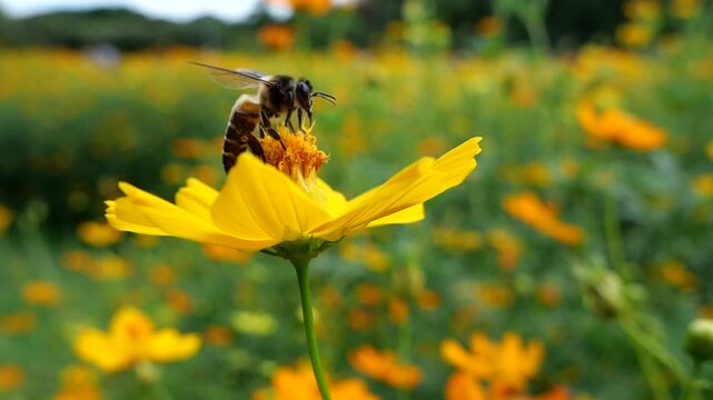Honey bee forging for food 