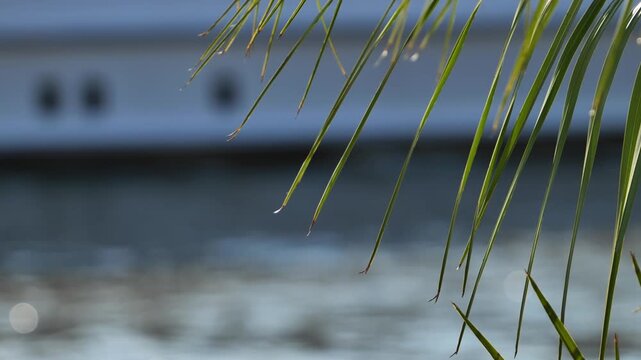 Palm fronds framing water with bokeh, showing tropical serenity and waterfront vacation