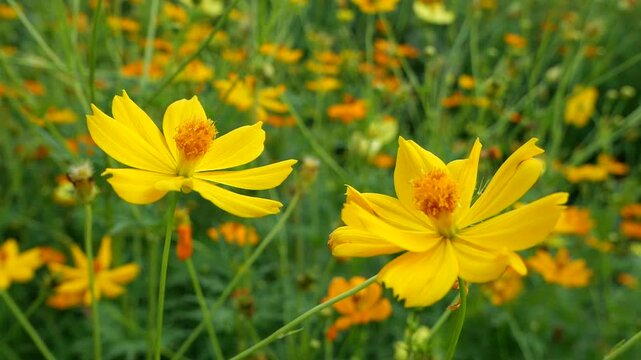 Tranquility in a sulfur cosmos field