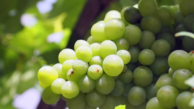 Plump translucent green grapes hang from the vine rich in vitamins and powerful antioxidants these grapes support heart health and hydration.