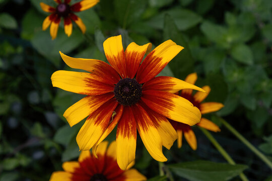 A close up of a yellow flower
