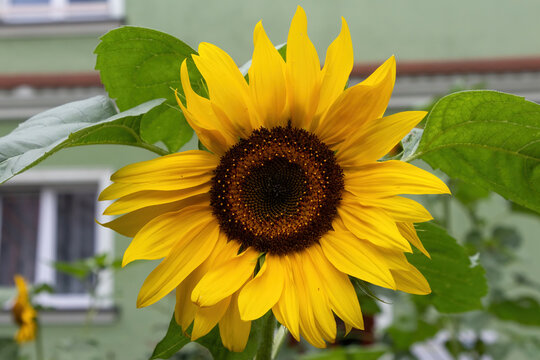 A close up of a yellow flower