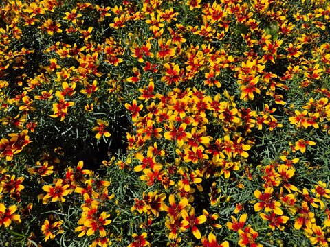 M&auml;dchenauge, Coreopsis verticillata