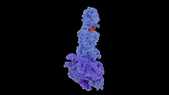 Turntable animation of tirzepatide (red) bound to a glucagon-like peptide-1 (GLP-1) transmembrane receptor (blue and purple). Loopable, transparent background.