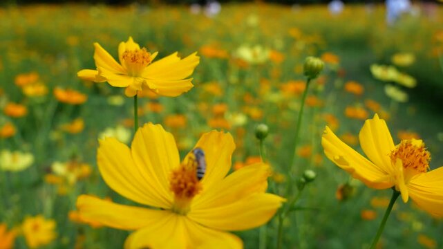 Honey bee and sulfur cosmos