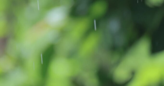 Soft light rain falling against a blurred green natural background, creating a fresh, peaceful atmosphere and evoking the beauty of the rainy season