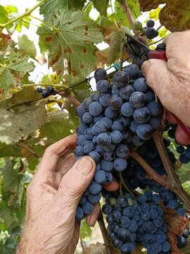 Close-up of farmer hands harvesting ripe red grapes with secateurs in vineyard during autumn grape harvest season.