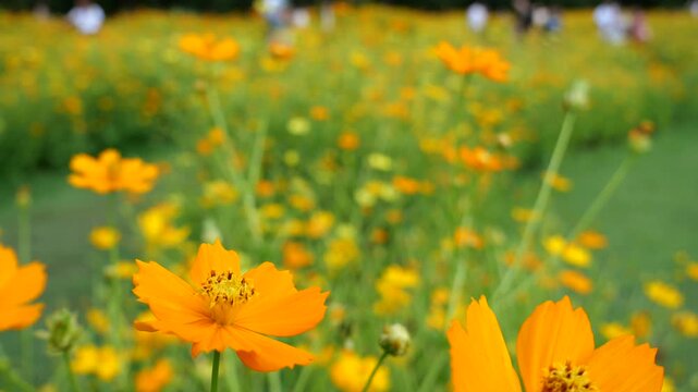Tranquility in a sulfur cosmos field