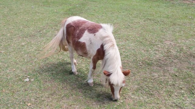 Small horse grazes on grass in open field during daylight