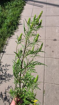 Vertical shot of a hand holding blooming allergenic common ragweed stems Ambrosia artemisiifolia above a city sidewalk