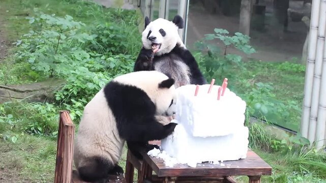 Mother Panda, Hao Qi and her Cub , Qi Ying aka San Mei, Enjoying Ice Birthday Cake with Carrots