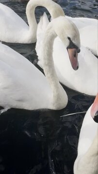 swans and other waterfowl in the river thames, london in vertical