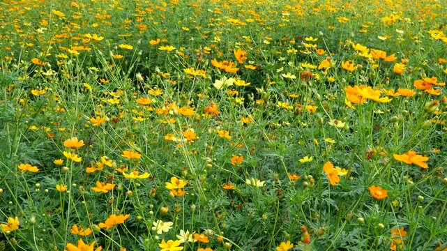 Tranquility in a sulfur cosmos field