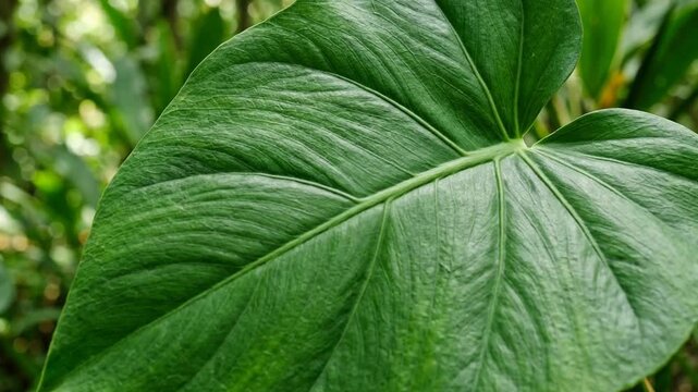 Close-up of a lush green leaf with prominent veins, showcasing its rich texture and vibrant color in a natural setting
