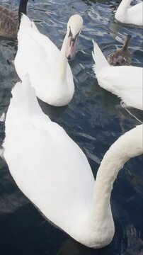 swans and other waterfowl in the river thames, london in vertical