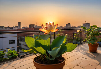 Fototapeta premium Urban rooftop garden with blooming lotus flower at sunset, city skyline and tranquil outdoor space