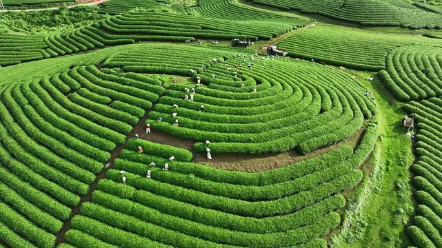 Drone footage shows workers harvesting tea among vibrant green rows across the scenic rolling hills of Moc Chau, Son La, Vietnam.