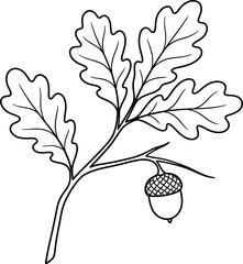 Hand drawn ink sketch of oak branch with single acorn © Stock Frame Works