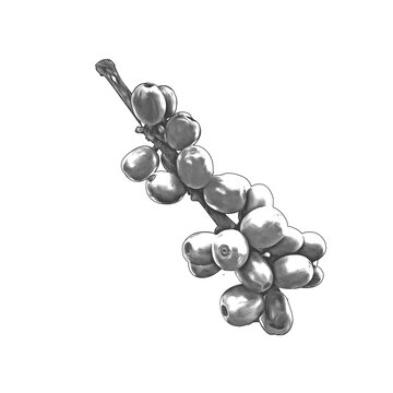 Hand Drawn Coffee Branch Line Art Engraving Illustration Isolated on a Transparent Background