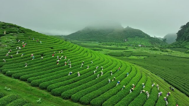 Workers harvest tea across neatly curved plantation rows in the misty Moc Chau highlands, creating a vibrant rural landscape in northern Vietnam.
