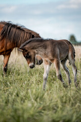 Young bay foal standing beside grazing mare in a green meadow, soft natural light, shallow depth of field © PIC by Femke