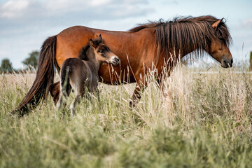 Brown mare with nursing foal grazing in a wildflower meadow of tall grasses in a peaceful rural pasture under a cloudy sky © PIC by Femke