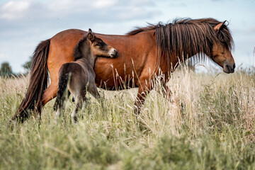Chestnut mare and young foal grazing together in a tall grassy meadow at sunset, natural pastoral scene © PIC by Femke