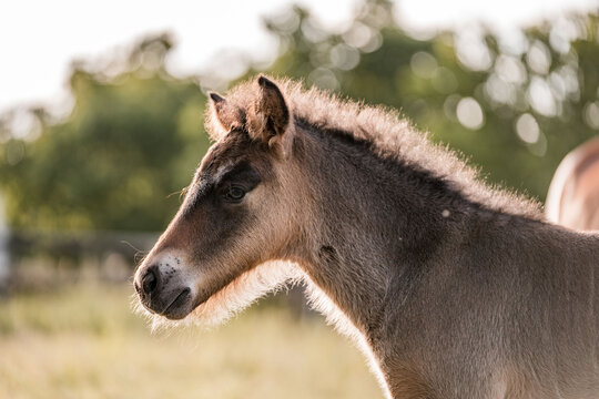 Close-up profile of a young foal standing in a sunlit pasture with soft bokeh background and warm natural lighting