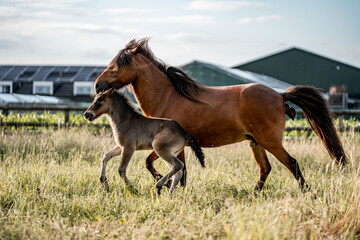 Brown mare and her foal running together in a grassy paddock near farm buildings at sunset © PIC by Femke