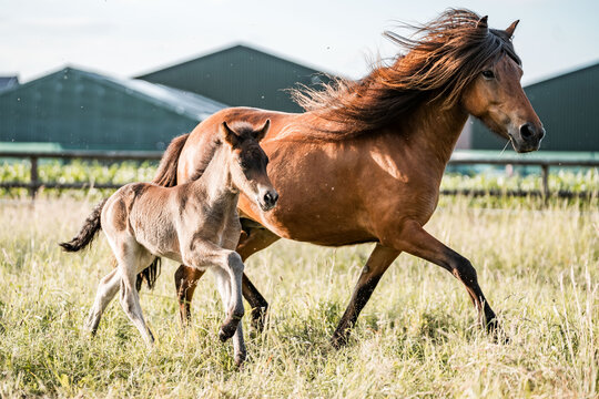 Chestnut mare running with foal in sunlit grassy pasture near farm buildings, motion and bond between mother horse and young foal