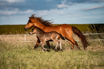 Mare and foal galloping across grassy pasture with windblown manes under a partly cloudy sky © PIC by Femke