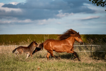 Chestnut mare and foal galloping across a sunlit grassy pasture with windblown manes under a cloudy sky © PIC by Femke