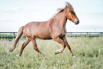 Chestnut horse running across grassy pasture with flowing mane and fence under a bright sky © PIC by Femke