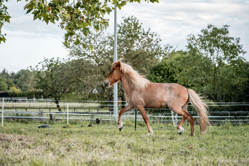 Chestnut horse with long flaxen mane and tail trotting in a green fenced pasture with trees and cloudy sky background © PIC by Femke