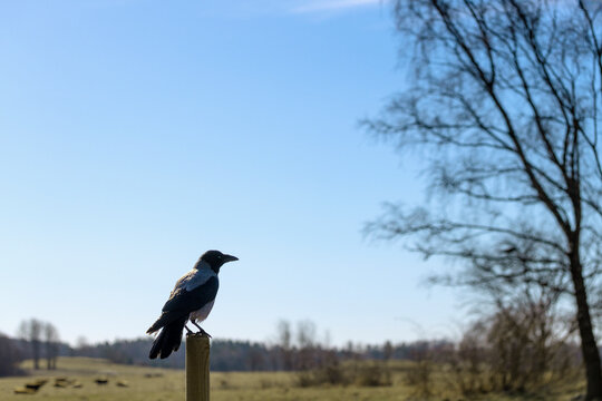 Hooded crow perching on wooden pole against clear sky