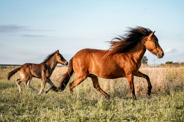 Chestnut mare and foal galloping across a sunlit grassy pasture, mane flowing beneath a clear blue sky © PIC by Femke