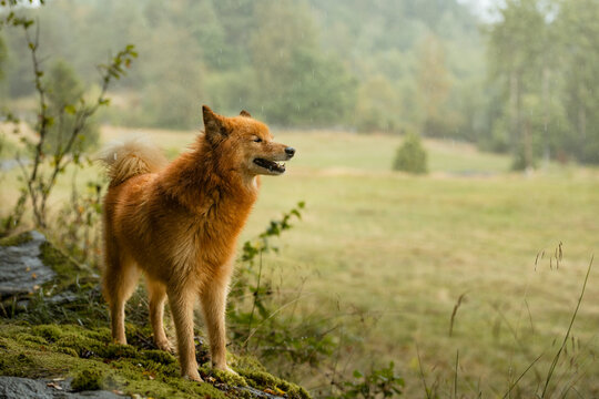 Finnish Spitz dog standing on rock during rain