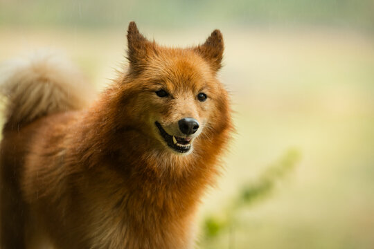 Close-up shot of Finnish Spitz dog in forest