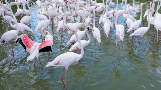 Flamingos gather in water at a park in the afternoon sun