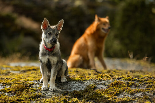 Swedish Elkhound sitting on wet grassy land