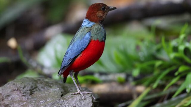 Philippine pitta (Erythropitta erythrogastererythrogaster) or blue-breasted pitta, is a species of bird in the family Pittidae. This photo was taken in Luzon island. Philippines.