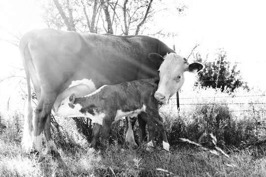 Hereford cow with a calf nursing in a pasture in black and white