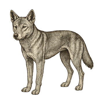 PNG Detailed vintage wolf illustration